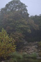 Fall foliage pic taken on Nov. 16, 2015