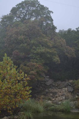 Fall Foliage Pic 2 from Nov. 16, 2015