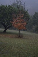 Fall foliage pic taken on Nov. 16, 2015
