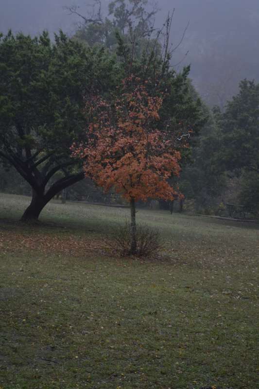 Fall Foliage Pic 3 from Nov. 16, 2015