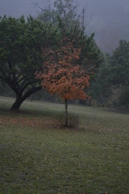 Fall Foliage Pic 3 from Nov. 16, 2015