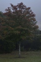 Fall foliage pic taken on Nov. 16, 2015