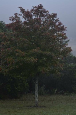 Fall Foliage Pic 4 from Nov. 16, 2015