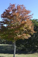 Fall foliage pic taken on Nov. 16, 2015