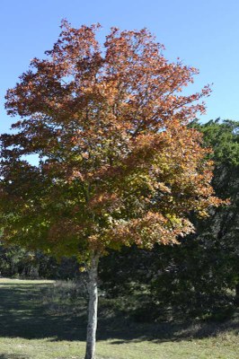 Fall Foliage Pic 1 from Nov. 23, 2015
