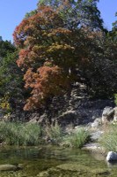 See a larger image of this fall foliage photo taken on Nov. 23, 2015