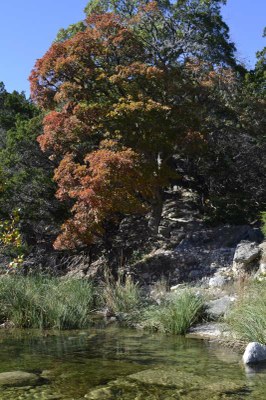 Fall Foliage Pic 2 from Nov. 23, 2015