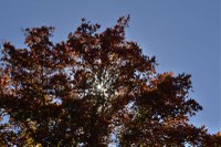 See a larger image of this fall foliage photo taken on Nov. 23, 2015
