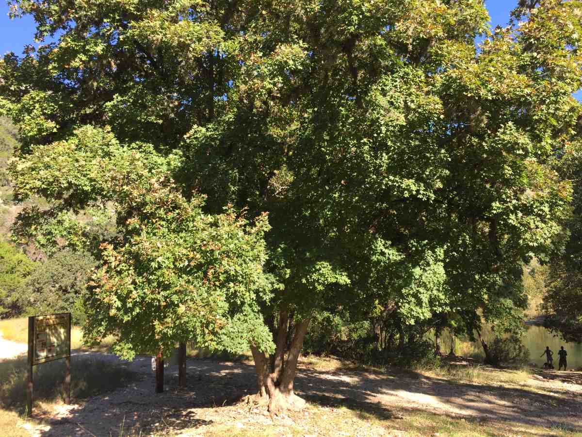 Big Maple photo by Colette Nicholl at Lost Maples State Natural Area on Oct. 11, 2016