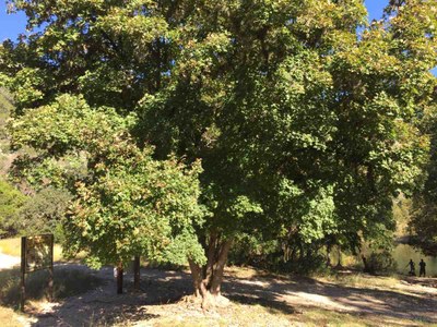 Big Maple photo by Colette Nicholl at Lost Maples State Natural Area on Oct. 11, 2016
