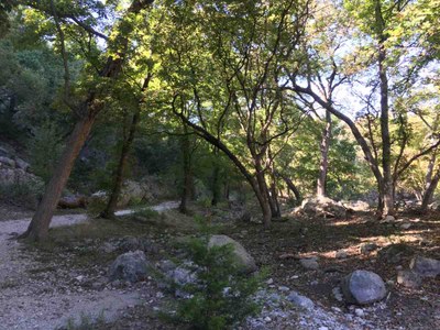Grove photo by Colette Nicholl at Lost Maples State Natural Area on Oct. 11, 2016