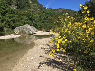 Sunflowers photo by Thomas Redwine at Lost Maples State Natural Area on Oct. 11, 2016
