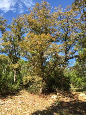 Tree photo by Colette Nicholl at Lost Maples State Natural Area on Oct. 18, 2016