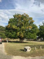 See a larger version of this Oct. 25, 2016 fall foliage photo at Lost Maples State Natural Area