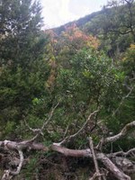 See a larger version of this Oct. 25, 2016 fall foliage photo at Lost Maples State Natural Area