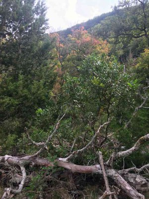 Oct. 25, 2016 East Trail photo by Thomas Redwine