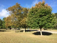 See a larger version of this Nov. 1 2016 fall foliage photo at Lost Maples State Natural Area