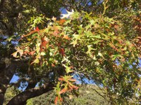 See a larger version of this Nov. 1, 2016 fall foliage photo at Lost Maples State Natural Area