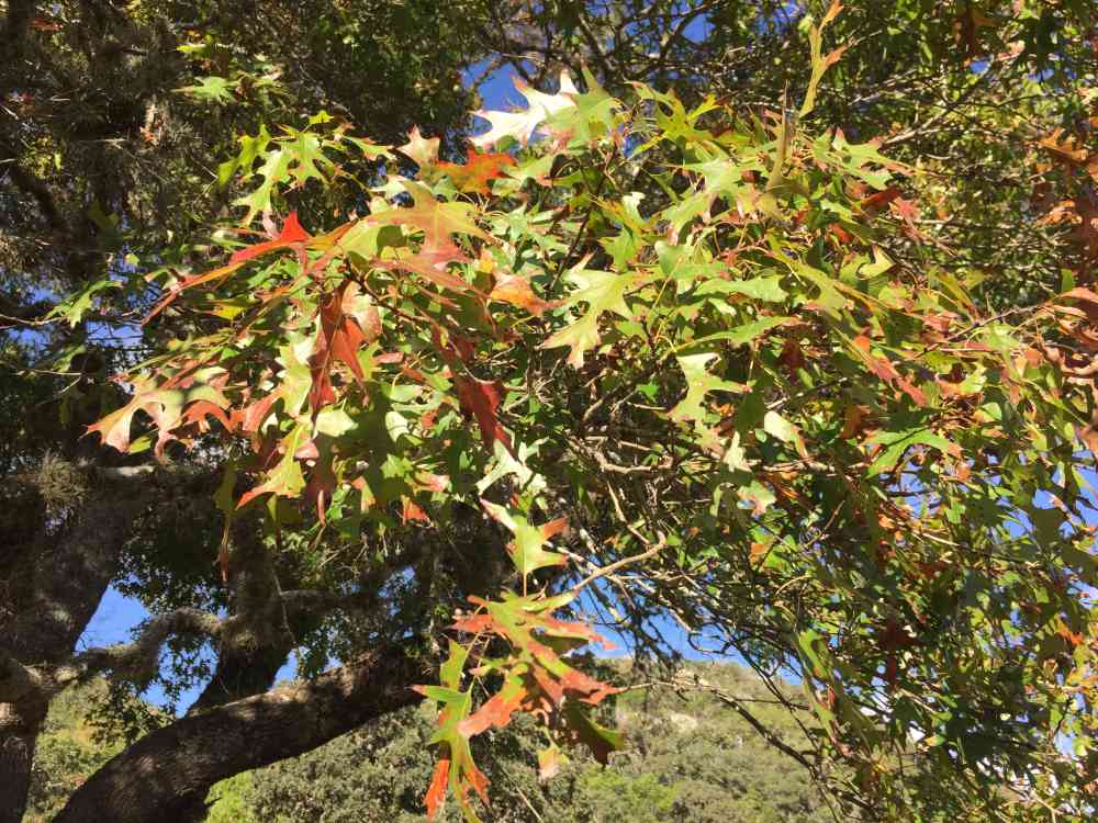 Nov. 1, 2016 photo of Red Oak by Colette Nicholl