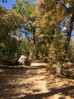 See a larger version of this Nov. 1 2016 fall foliage photo at Lost Maples State Natural Area
