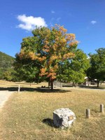 See a larger version of this Nov. 1 2016 fall foliage photo at Lost Maples State Natural Area