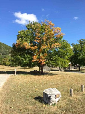 Nov. 1, 2016 photo of Campsite #26 by Colette Nicholl
