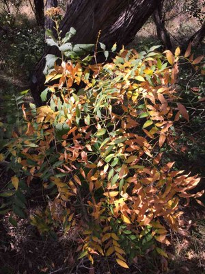 Nov. 1, 2016 photo of a walnut tree by Colette Nicholl