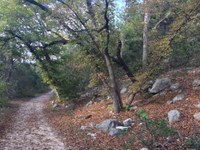 See a larger version of this Nov. 8, 2016 fall foliage photo at Lost Maples State Natural Area
