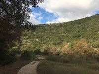 See a larger version of this Nov. 8, 2016 fall foliage photo at Lost Maples State Natural Area