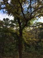 See a larger version of this Nov. 8 2016 fall foliage photo at Lost Maples State Natural Area
