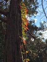 See a larger version of this Nov. 8, 2016 fall foliage photo at Lost Maples State Natural Area