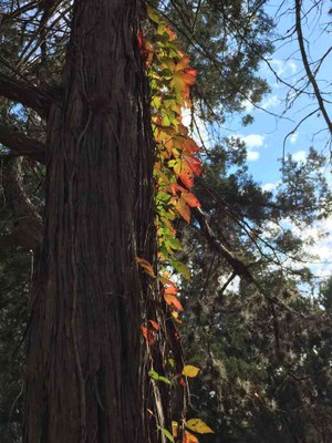 Nov. 8, 2016 photo of a tree with foliage at Lost Maples State Natural Area, by Colette Nicholl