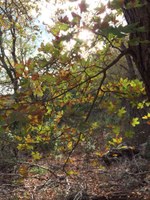 See a larger version of this Nov. 8 2016 fall foliage photo at Lost Maples State Natural Area