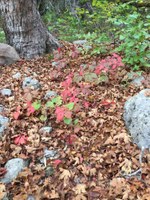 See a larger version of this Nov. 8 2016 fall foliage photo at Lost Maples State Natural Area