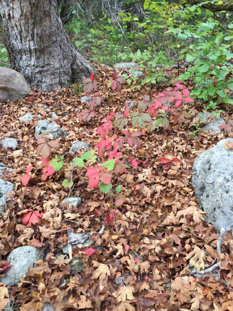 Nov. 8, 2016 photo of foliage on the ground at Lost Maples State Natural Area, by Colette Nicholl