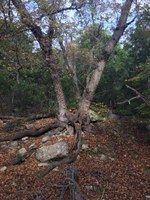 See a larger version of this Nov. 8 2016 fall foliage photo at Lost Maples State Natural Area