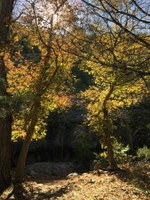 See a larger version of this Nov. 15, 2016 fall foliage photo at Lost Maples State Natural Area