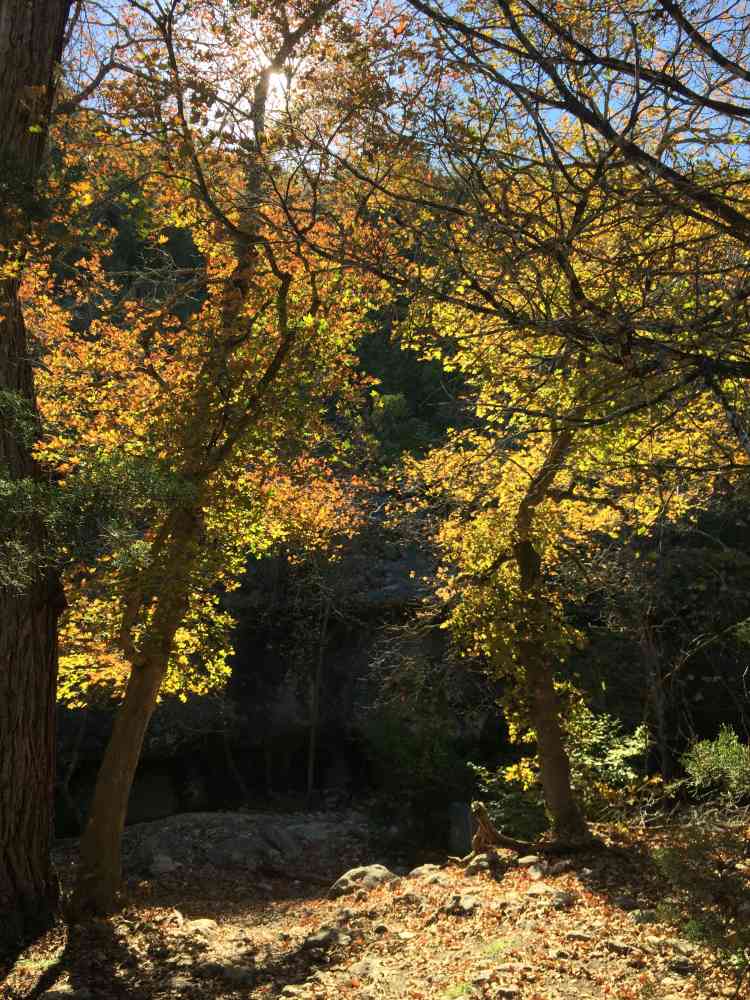 Nov. 15, 2016 photo of East Trail at Lost Maples State Natural Area, by Colette Nicholl