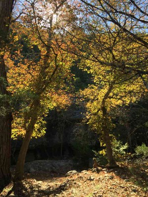 Nov. 15, 2016 photo of East Trail at Lost Maples State Natural Area, by Colette Nicholl