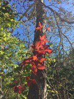 See a larger version of this Nov. 15, 2016 fall foliage photo at Lost Maples State Natural Area