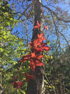 Nov. 15, 2016 photo of Maple Trail at Lost Maples State Natural Area, by Colette Nicholl