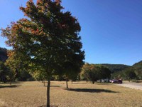 See a larger version of this Nov. 15 2016 fall foliage photo at Lost Maples State Natural Area