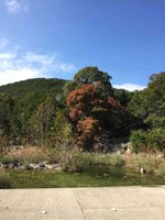 See a larger version of this Nov. 21, 2016 fall foliage photo at Lost Maples State Natural Area