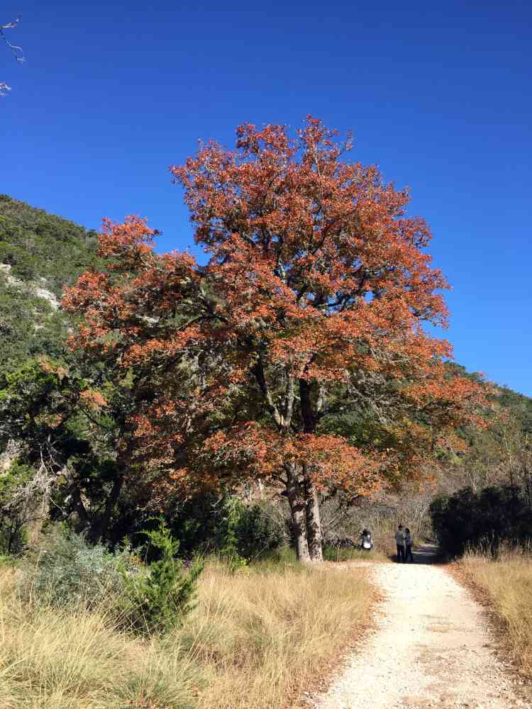 Nov. 21, 2016 photo of the Maple Trail at Maples State Natural Area, by Colette Nicholl