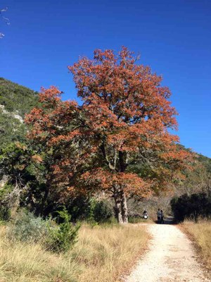 Nov. 21, 2016 photo of the Maple Trail at Maples State Natural Area, by Colette Nicholl