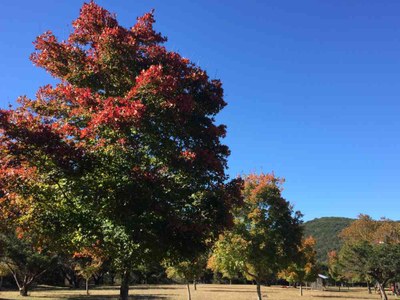 Nov. 21, 2016 photo of the Day Usea Area at Lost Maples State Natural Area, by Colette Nicholl