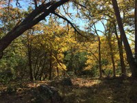 See a larger version of this Nov. 21, 2016 fall foliage photo at Lost Maples State Natural Area