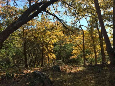 Nov. 21, 2016 another photo of the East Trail at Maples State Natural Area, by Colette Nicholl