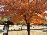 tree with orange leaves