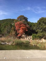 maple tree with red leaves